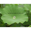 Natural High Quality CAS No 475-83-2 Lotus Leaf Extract